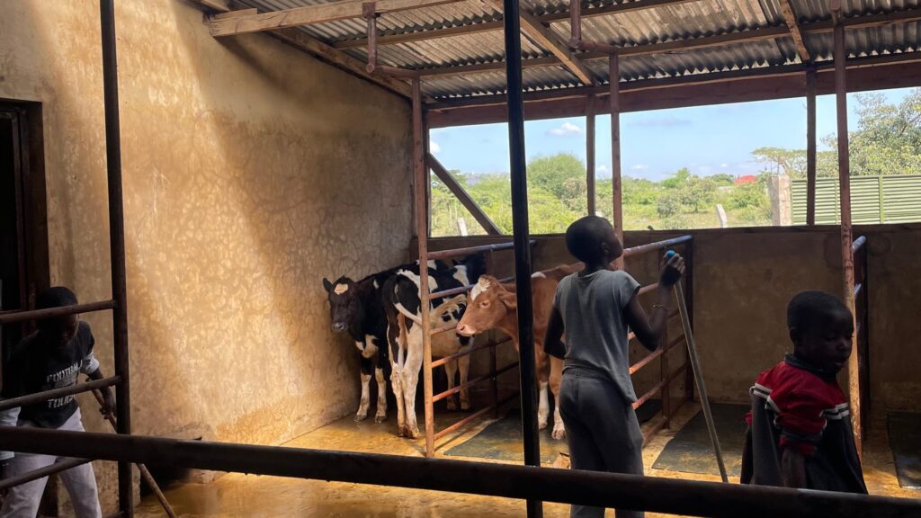 Dairy farming at Dorothea Rescue Centre